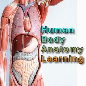 anatomy learning