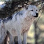 wolves英文歌