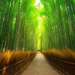 森林壁纸电脑桌面高清苹果版新版