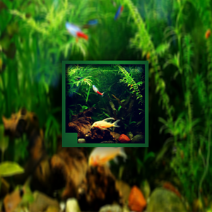 aquarium near me资源封面