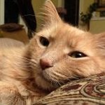 catwallet下载app资源封面