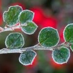 forstborn下载官网资源封面