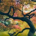 going out – walking listening soundmaking