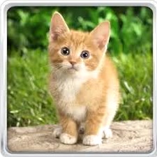 卡通猫图片壁纸