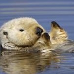 otter 中文