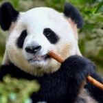 panda mouse pro 9.2
