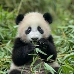 panda mobile