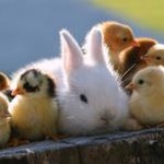 rabbitpro资源封面