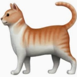 cat cat