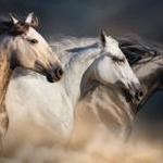 the horseman 2014