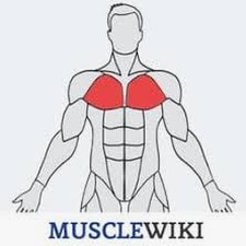 musclewiki app